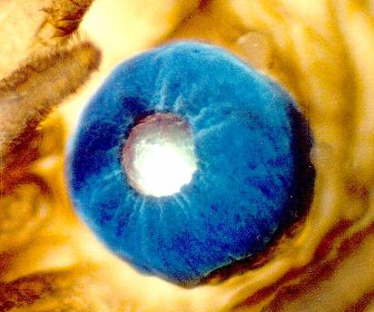 Eye of a scallop